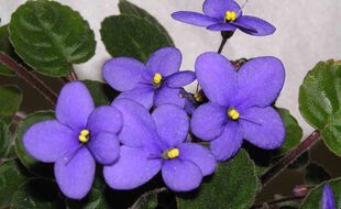 Des violettes (illustration)
