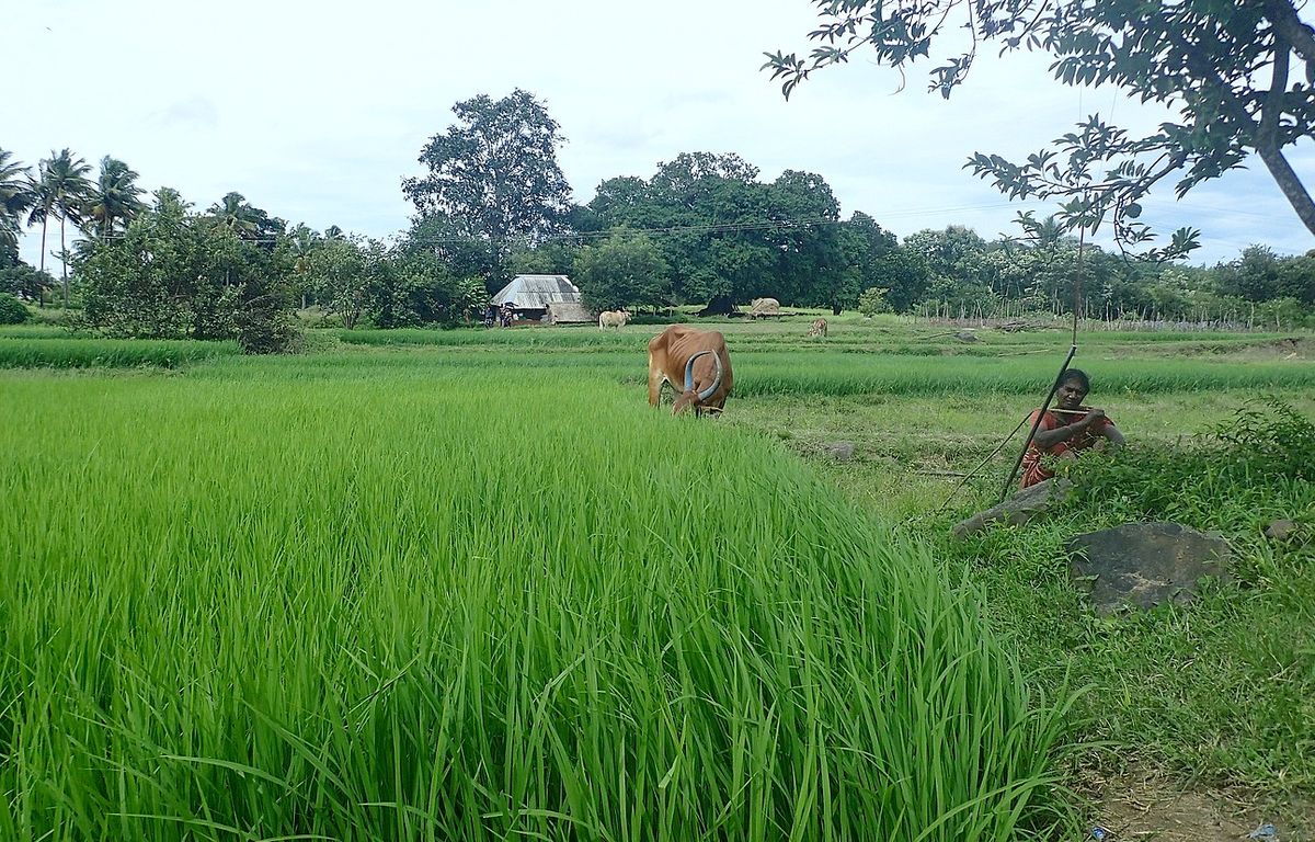 Why Indian farmers should sow more 'traditional' millet Archyde