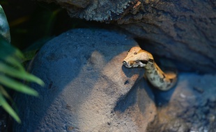 Boa constricteur au zoo de Vincennes en 2014.