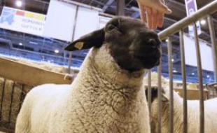 Chaque année des moutons sont abattus illégalement en France pour la fête de l'Aïd.