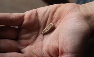 Une dent vieille de 550.000 ans a été découverte sur le site de La Caune de l'Arago.