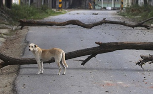 Un chien, en Inde