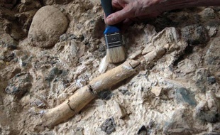Sept dents isolées, une partie de mandibule, un sacrum et un fémur complet: en l'espace de quelques semaines, la grotte de Tautavel dans les Pyrénées-Orientales a encore livré de précieux trésors archéologiques, synonyme d'un cru 2013 exceptionnel pour les paléontologues.