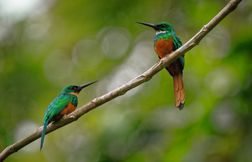 Le jacamar, un chasseur patient