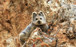 Je t'ai vu, l'Ili Pika!!!