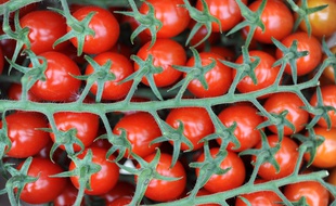 Illustration de tomates.