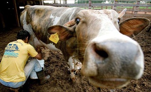 Une vache dans le Ranch Alvorada àMato Grosso do Sul, au Brésil.