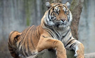 Image d'illustration d'un tigre.
