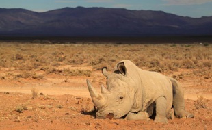 Pour éviter l'extinction des rhinocéros massacrés pour leurs cornes, des défenseurs des animaux ont opté pour une solution aussi radicale qu'onéreuse. Quatre-vingt mammifères vont être transférés d'Afrique du Sud pour l'Australie