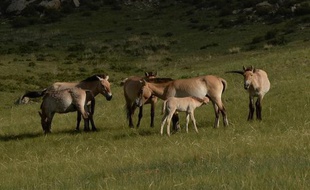 Des chevaux de Przewalski dans le parc national Hustai en Mongolie, le 5 juin 2013
