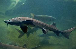 L’esturgeon, un poisson surexploité
