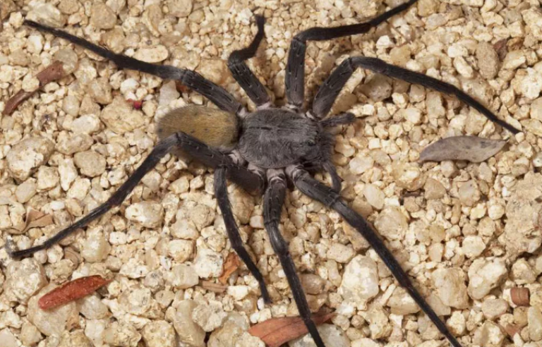 Mexique Des Chercheurs Decouvrent Une Nouvelle Araignee Mesurant 23 Centimetres De Diametre Mexique Des Chercheurs Decouvrent Une Nouvelle Araignee Mesurant 23 Centimetres De Diametre