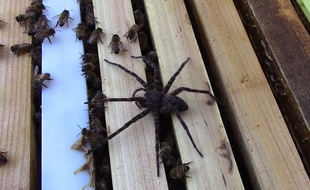 Les abeilles ont terrassé l'araignée.