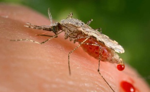 Le virus zika est transmis par les moustiques tigres.