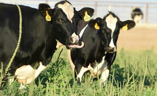 Une exploitation de vaches laitières en Californie (image d'illustration).