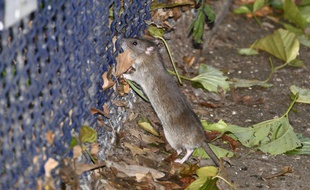 Des Rats dans le parc de la Tour Saint-Jacques à Paris.