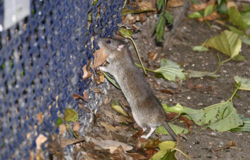 site de rencontre pour rat