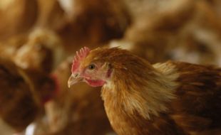 Illustration de poulets.