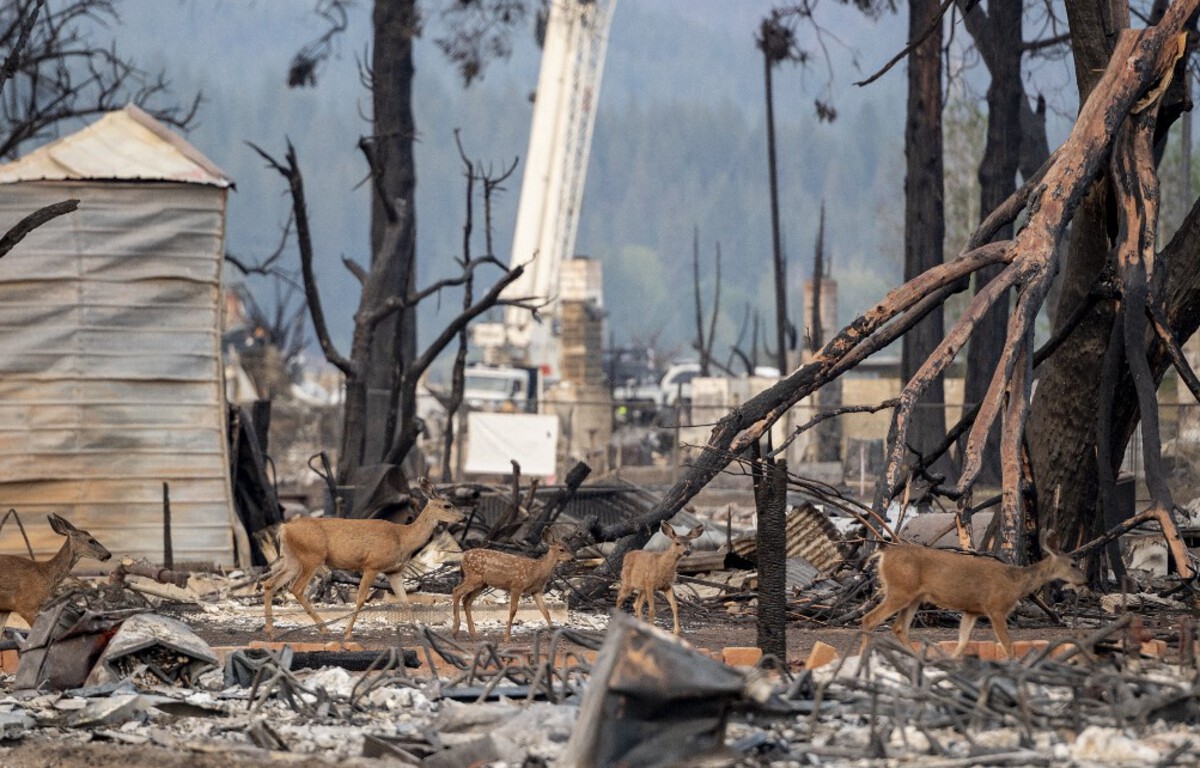 « Les animaux sont encore trop peu pris en compte lors des catastrophes »