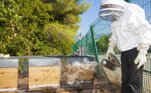 A Menton, entre 30 et 40 ruches seront installées d’ici à la fin de l’année.