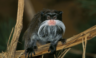 Un singe tamarin empereur.