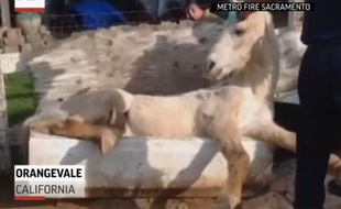 Un cheval coincé dans une baignoire en Californie