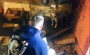 Les chiens étaient détenus dans des cages