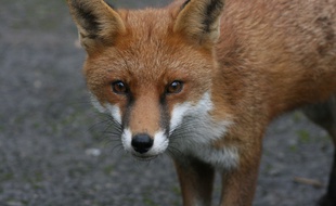 Un renard. Illustration.