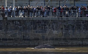 Une petite baleine est apparue lundi 3 août dans les eaux douces du canal de Puerto Madero, à quelques mètres du centre de Buenos Aires
