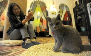 Un bar à chats en Chine.