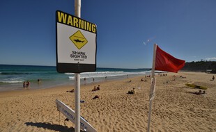 Sur une plage australienne, mais ici en Nouvelle-Galles-du-Sud. (illustration)