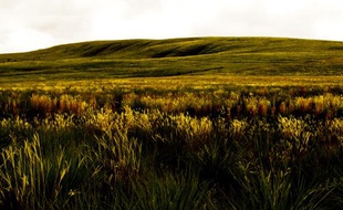 Le «cerrado», la savane brésilienne.
