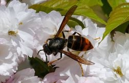 Des frelons asiatiques attaquent et tuent un retraité qui tondait sa pelouse