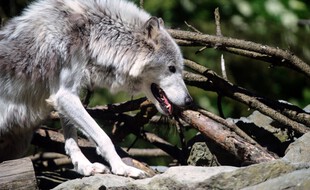 Un loup au zoo de Mulhouse (image d'illustration).