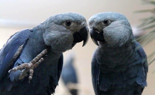 Un couple de perroquets de l'espèce Ara de Spix.