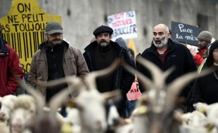 Des éleveurs de brebis manifestent à Privas le 17 décembre 2014 pour dénoncer l'obligation de mettre des puces électroniques sur les animaux