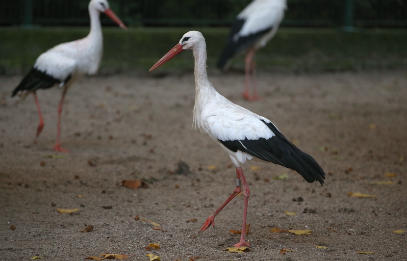 Video Alsace Pourquoi Tout Ramener A La Cigogne
