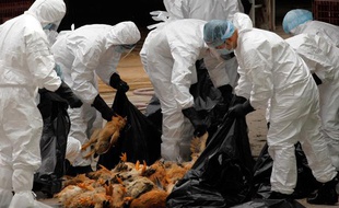 Des poulets morts de la grippe H5N1 à Hong-Kong, le 21 décembre 2011.