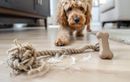 Pourquoi les jouets à corde peuvent mettre en danger la santé de votre chien et comment bien les choisir