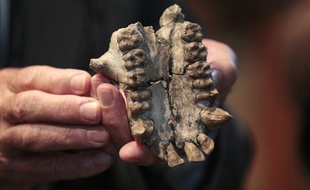 La mâchoire présentée le 19 septembre 2011 au Muséum national d'histoire naturelle a été découverte en juillet en Ouganda et appartient à un grand singe vieux de 20 millions d'années.