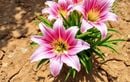 Canicule, sécheresse et fleurs fanées : adoptez ces 7 astuces imparables pour des lys spectaculaires tout l’été sans gaspiller une goutte d’eau