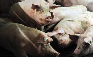Des porcs dans un élevage à Ploneour-Lanvern (Finistère), le 11 août 2015.