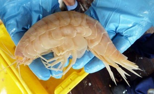 Des scientifiques ont découvert un crustacé géant dans les eaux au large de la Nouvelle-Zélande, mesurant dix fois la taille normale de l'espèce à laquelle il semble appartenir, a-t-on appris vendredi.v