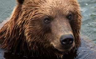 Un ours. Illustration.
