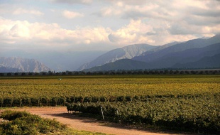 Le vignoble DiamAndes, propriété du groupe Clos de los Siete à Vista Flores (région de Mendoza) à l'ouest de l'Argentine, le 27 mars 2015
