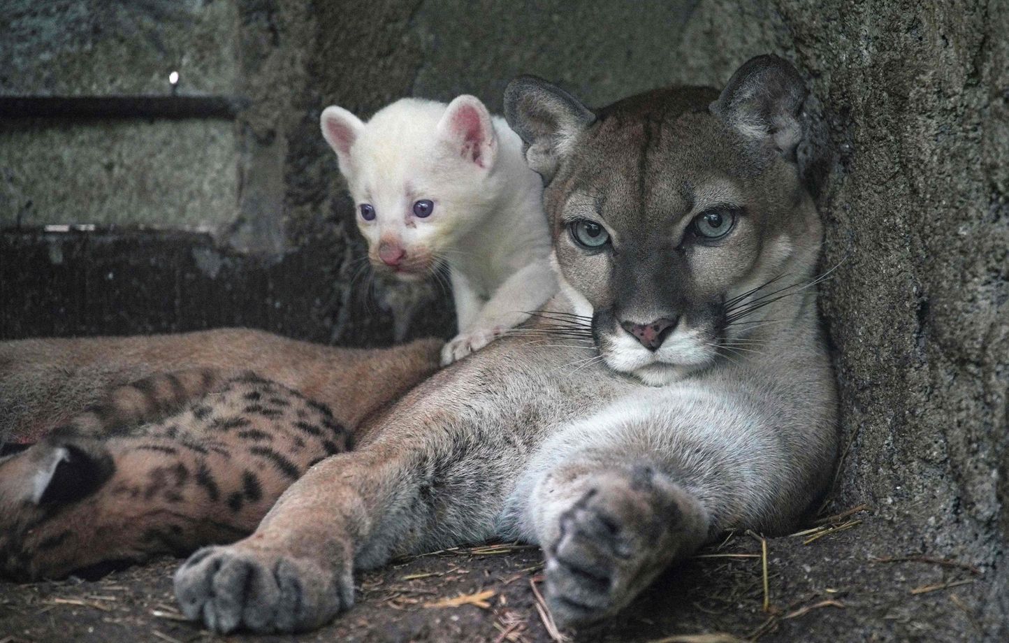 Un puma albinos âgé de quatre semaines, né en captivité et considéré comme une espèce en voie de disparition, joue avec sa mère au zoo Thomas Belt de Juigalpa, au Costa Rica, le 23 août 2023.