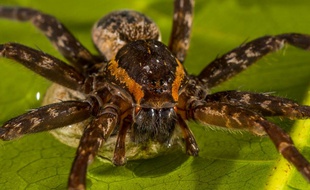 Baptisée Brian, cette nouvelle espèce d'araignée découverte en Australie est capable de surfer et de manger des poissons trois fois plus gros qu'elle.