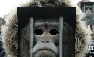 Un manifestant porte un masque de singe à Strasbourg, le 14 mai 2016, pour exiger la fermeture d'un centre de primatologie