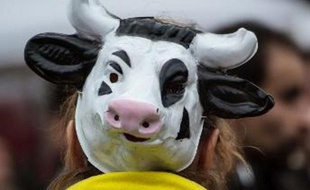 Un militant de la Confédération paysanne déguisé en vache manifeste contre le projet de ferme des 1.000 vaches, à Abbeville le 28 octobre 2014
