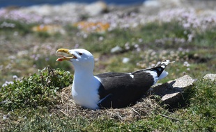 Illustration d'un goéland sur l'archipel des Glénan dans le Finistère.